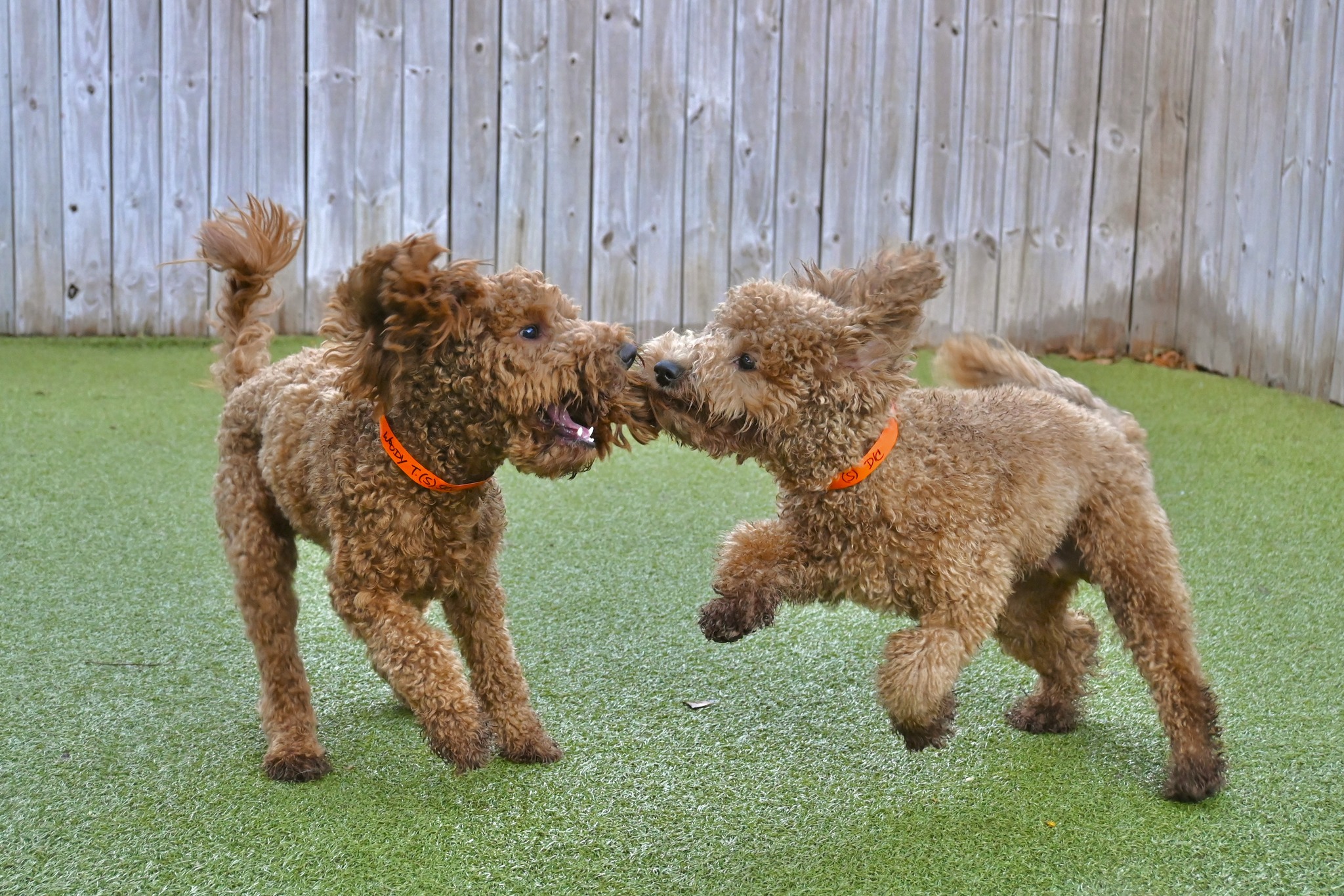 Doodles Play
