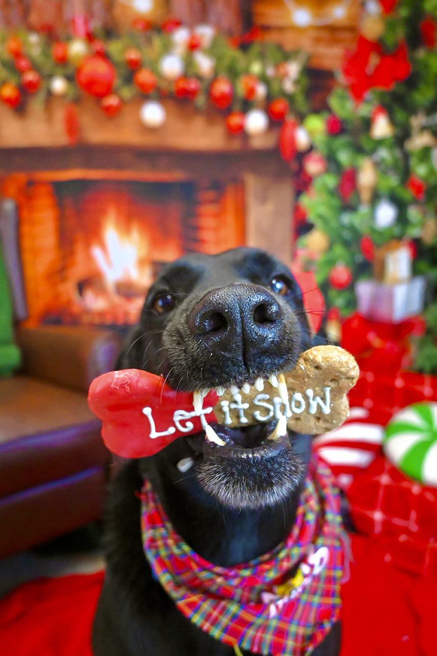 Christmas pup 1