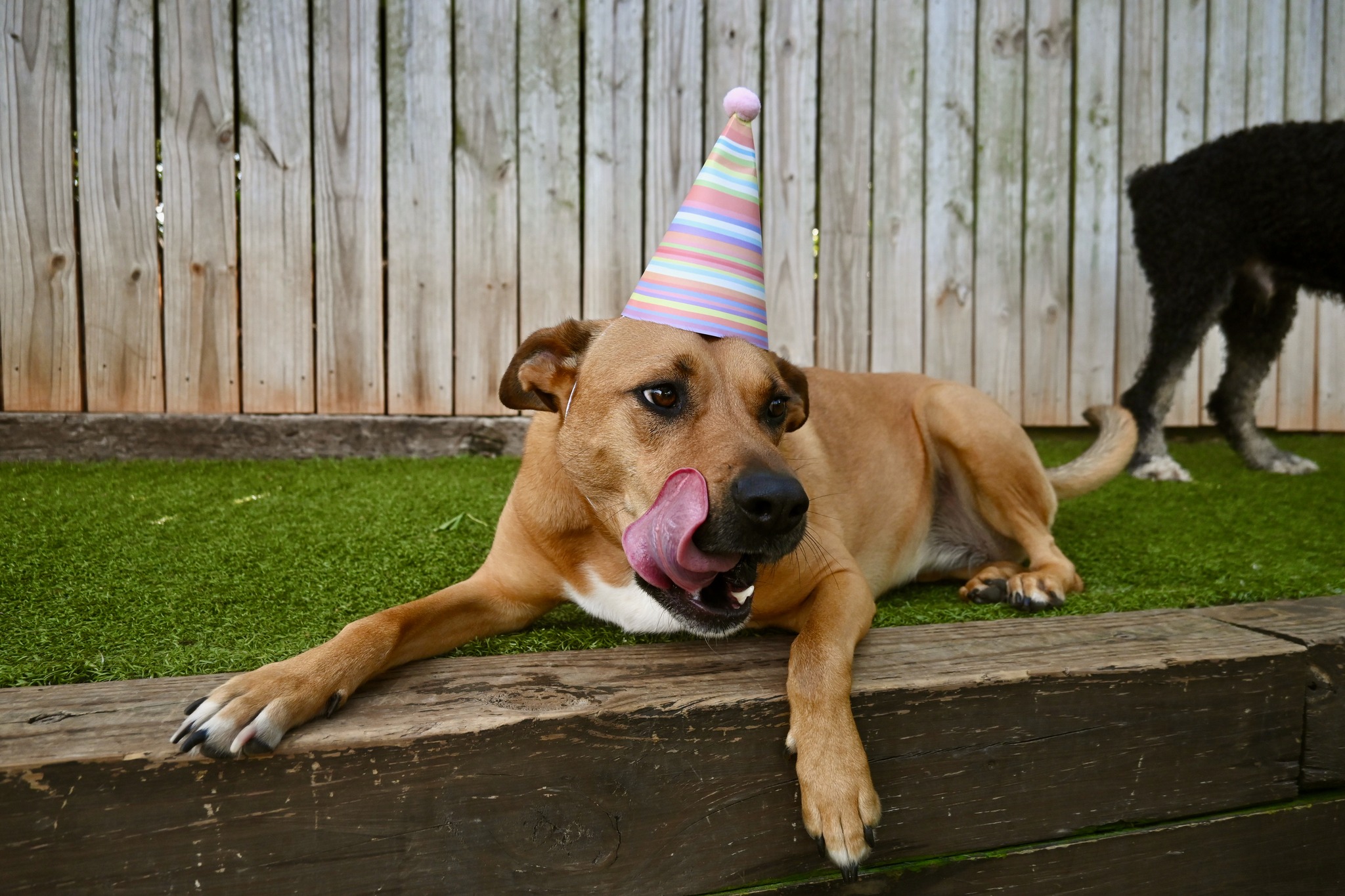 wag bday 1