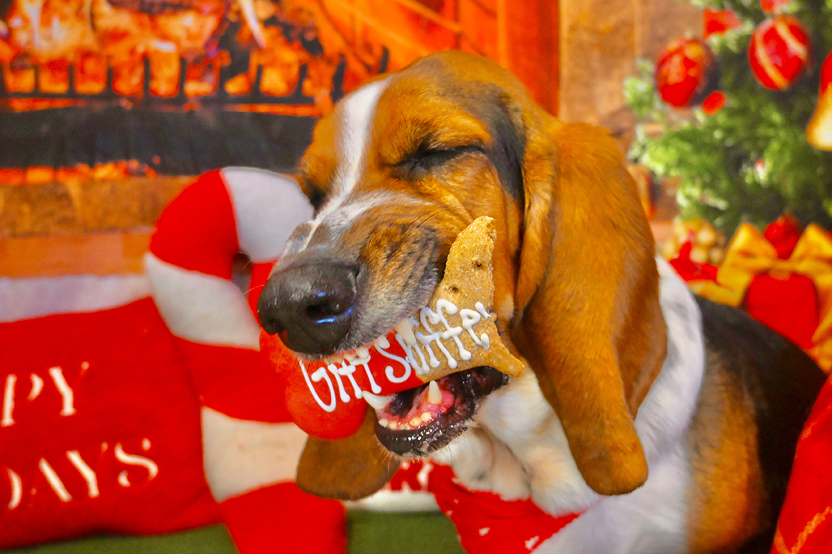 Christmas pup 3